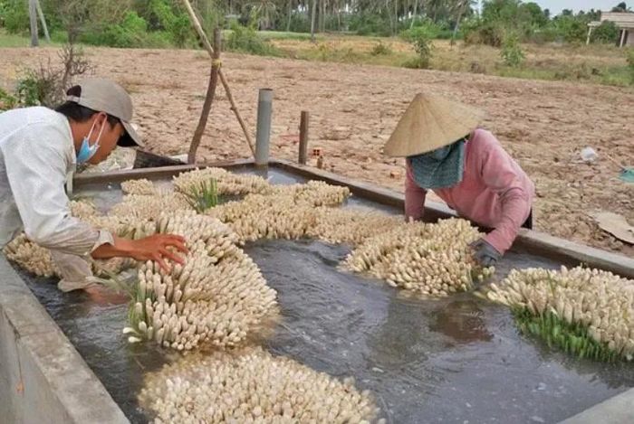  Sả Tân Phú Đông đã được xuất khẩu sang các nước như: Nhật Bản, Mỹ, Pháp, Úc... 