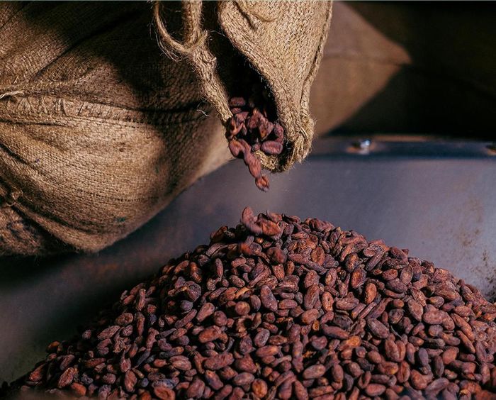 Hạt cacao phơi khô. Ảnh minh họa