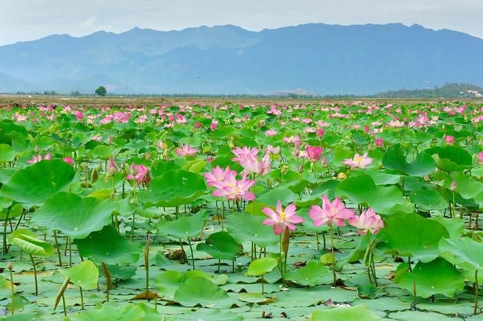 Đồng Sen Tháp Mười