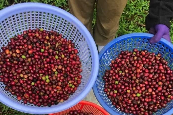 Giá cà phê hôm nay dao động trong khoảng 89.000 - 89.300 đồng/kg