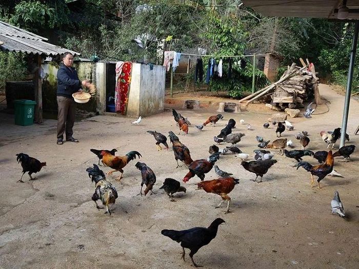 Người dân bản Kéo Hượn, xã Nhi Sơn phát triển mô hình nuôi gia cầm.