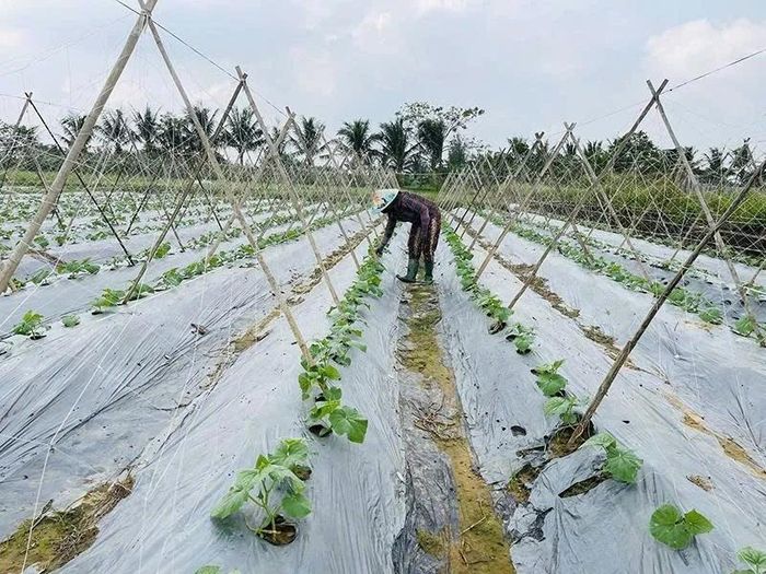 Diện tích sản xuất tập trung, quy mô lớn tại xã Hoằng Châu.