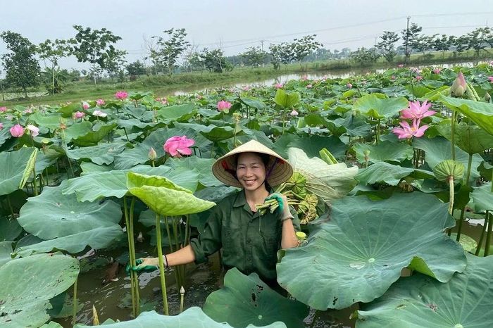 Gia đình chị Lê Thị Thu đang trồng hàng chục giống sen chất lượng cao để thu hoạch củ, lá, hạt, hoa thương phẩm.