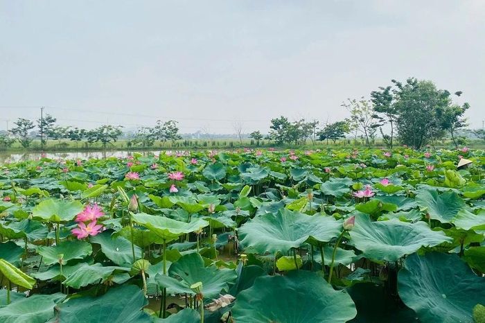 Diện tích trồng sen trên cánh đồng Sùng, khu phố Tân Lương, phường Đông Tiến.