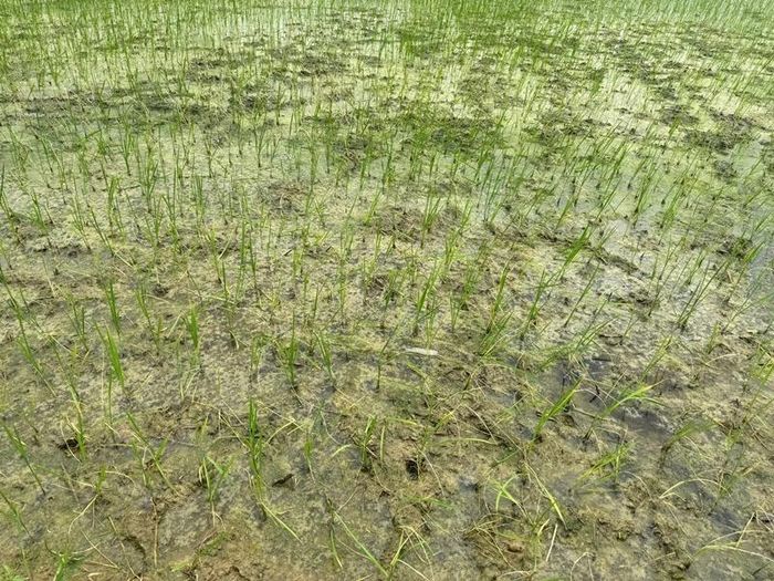 Nhiều diện tích lúa thuộc xã Trường Lâm, Các Sơn và phường Trúc Lâm bị cháy xém lá.