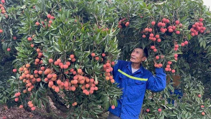 Trong bối cảnh du lịch xanh và du lịch trải nghiệm ngày càng được ưa chuộng, việc xây dựng tour “Mùa quả chín xứ Đông” không chỉ giúp đa dạng hóa sản phẩm du lịch của Hải Phòng mà còn mở ra cơ hội nâng cao giá trị nông sản, thúc đẩy tiêu thụ vải thiều và tạo thêm nguồn thu cho người dân.