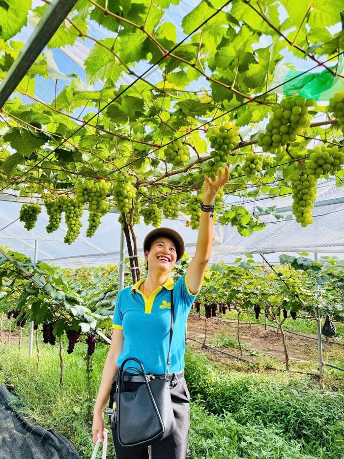 Nhiều khách du lịchcũng bày tỏ sự bất ngờ khi được chứng kiến những khu vườn nho Hạ Đen, nho sữa trĩu quả mọc lên tại phường Bắc An Phụ, Nam Đồ Sơn hay Lưu Kiếm…