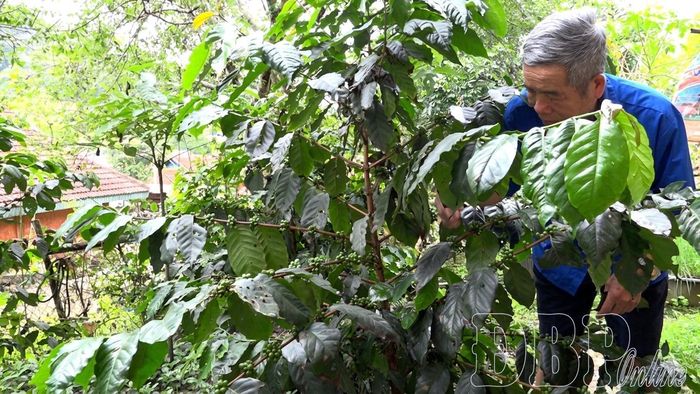 Cây cà phê bước đầu mang lại thu nhập cho người dân xã Na Son, tỉnh Điện Biên.