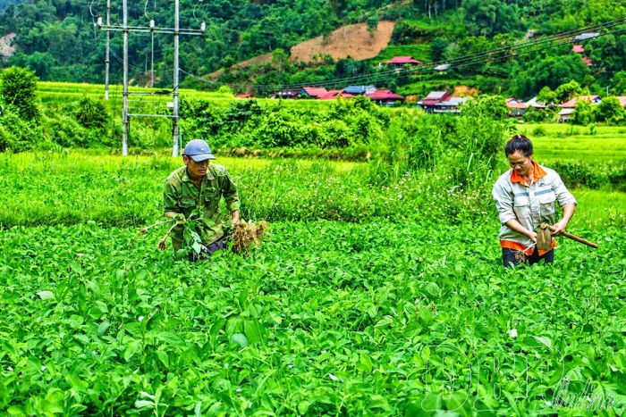 Lạc đỏ là một trong những sản phẩm OCOP đặc trưng của xã Na Son. Trong ảnh: Người dân bản Na Lanh, xã Na Son chăm sóc cây lạc.