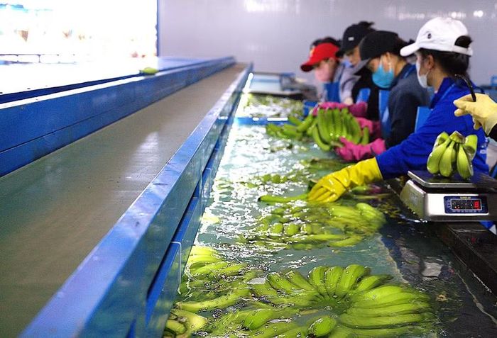  Công nhân của Công ty Cổ phần Nông nghiệp Gila Foods sơ chế chuối trước khi đóng gói cung cấp cho đối tác. Ảnh: Hoàng Quỳnh 