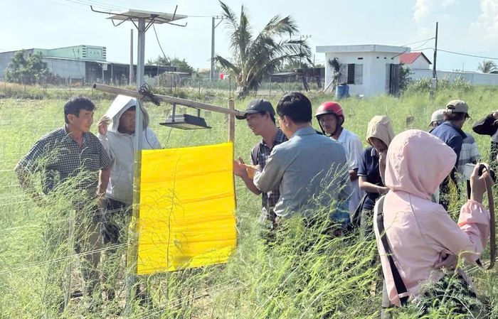 Các học viên tham quan, thực hành nhận diện các đối tượng sâu bệnh hại chính trên cây măng tây xanh và biện pháp phòng trừ tổng hợp tại mô hình thực tế.