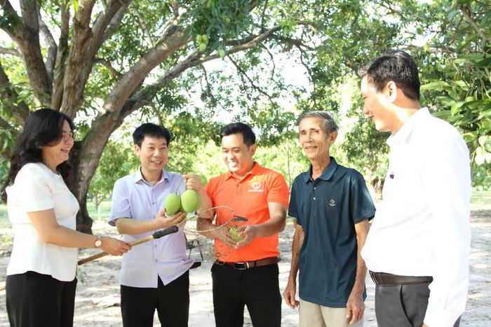 Đoàn công tác của Hội Nông dân Việt Nam tham quan, tìm hiểu tại vườn xoài Camlam Online.