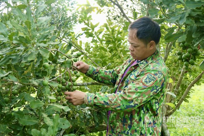 Anh Lành Đặng Đông chăm sóc cây mắc ca
