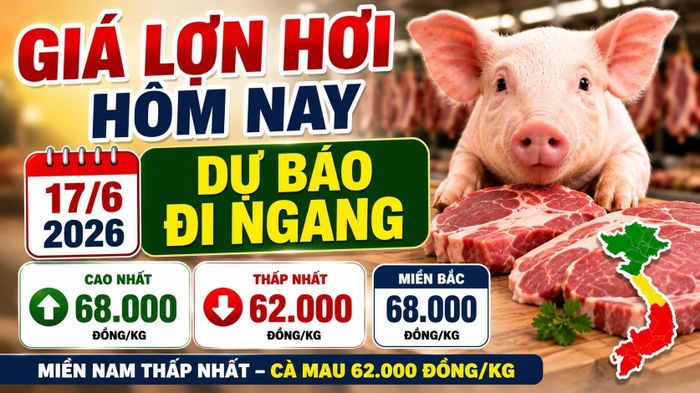 Cập nhật giá lợn hơi hôm nay của 3 miền. Hình min họa