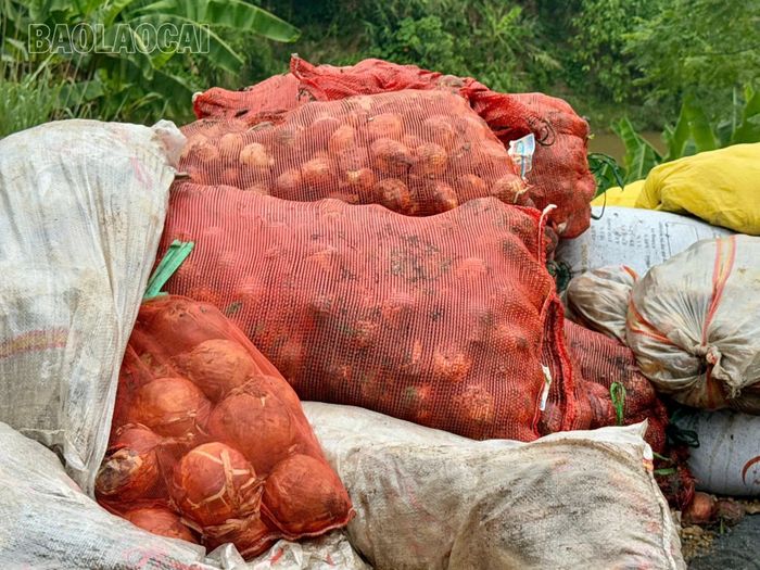 Đủ các loại rác thải với khối lượng ước tính hàng chục tấn được đổ trộm ven đường D1.