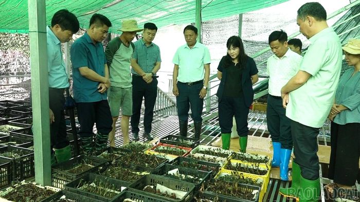 Đồng chí Hoàng Thị Thanh Bình trực tiếp khảo sát vườn ươm cây dược liệu.