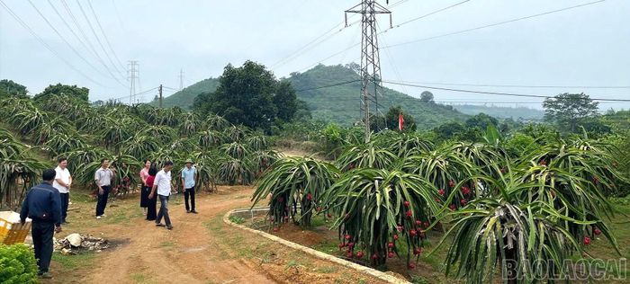 Kiểm tra thực tế tại vườn cây ăn quả, đánh giá mức độ sẵn sàng phục vụ các hoạt động trải nghiệm trong khuôn khổ lễ hội.