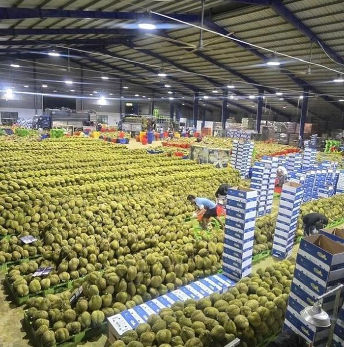 Toàn tỉnh Lâm Đồng tiếp tục mở rộng diện tích cấp mã số vùng trồng và cơ sở đóng gói theo tiêu chuẩn xuất khẩu