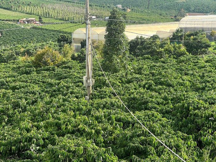 6 tháng đầu năm 2026, toàn tỉnh Lâm Đồng cấp 63 mã số vùng trồng với tổng diện tích gần 1.571,5 ha