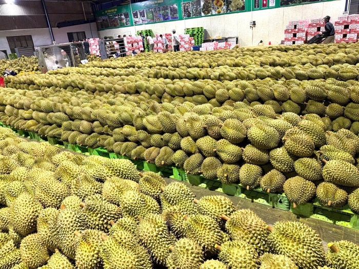 Tỉnh Lâm Đồng tiếp tục mở rộng diện tích cấp mã số cơ sở đóng gói phục vụ xuất khẩu
