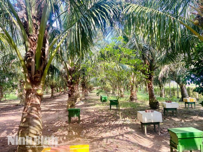 Khu vườn của anh Thuận với hàng nghìn cây dừa xanh mát.