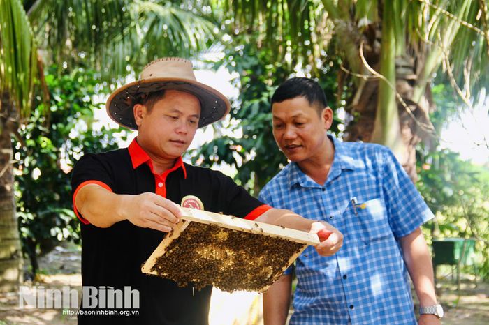 Anh Đinh Văn Thuận (trái) kết hợp lấy mật ong hoa dừa.