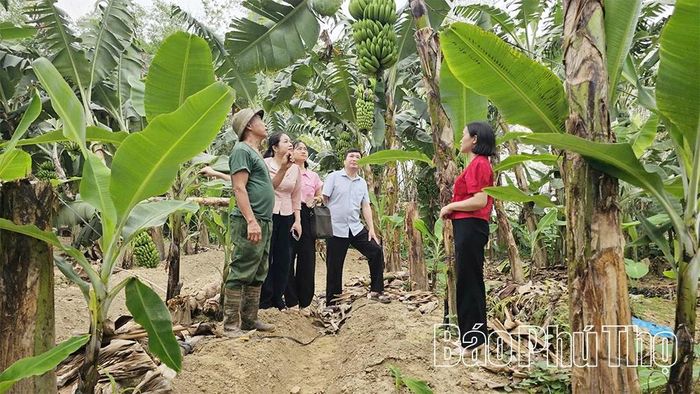 Chuẩn hóa vùng trồng góp phần nâng cao giá trị và sức cạnh tranh cho sản phẩm chuối Bản Nguyên.