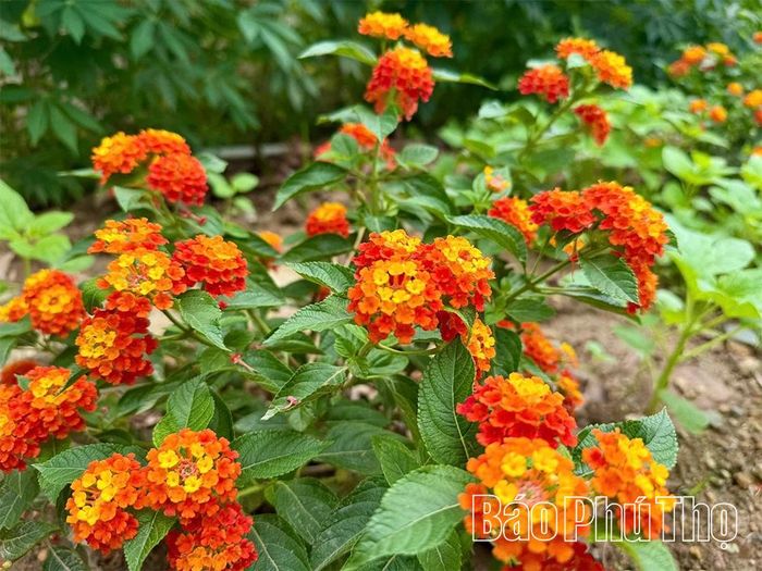 Từng khóm hoa được trồng xuống bằng sự chung sức, đồng lòng của tập thể giáo viên, phụ huynh và người dân góp phần kiến tạo không gian xanh - sạch - đẹp.