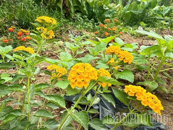 Nơi từng ngập ngụa rác thải nay đã được phủ kín bởi những luống hoa rực rỡ sắc màu, mang đến diện mạo mới cho khu vực trước cổng trường.