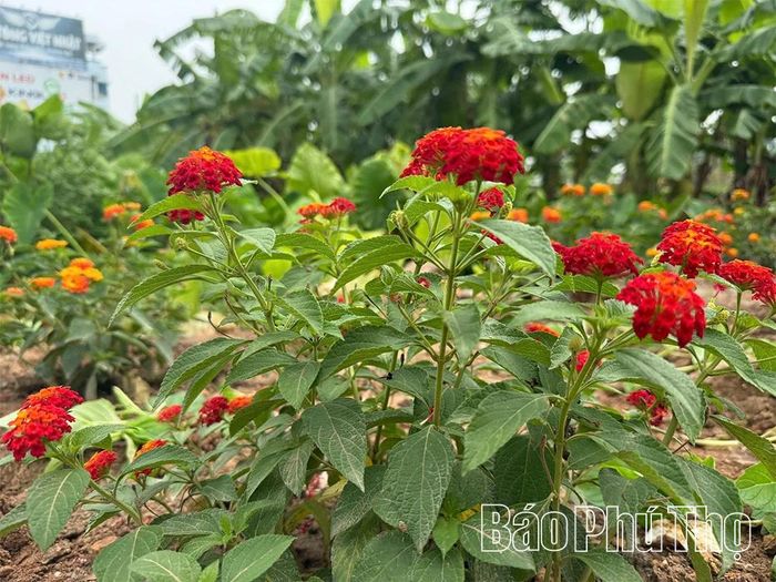 Vườn hoa nhỏ không chỉ làm đẹp cảnh quan mà còn lan tỏa thông điệp: mỗi hành động nhỏ vì môi trường hôm nay sẽ góp phần xây dựng tương lai xanh cho thế hệ mai sau.