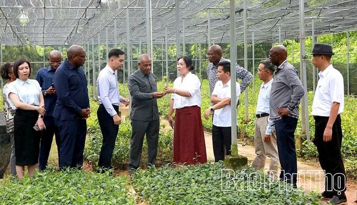 Đoàn thăm quan khu nghiên cứu chè tại Viện Khoa học kỹ thuật Nông lâm nghiệp miền núi phía Bắc.