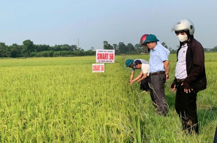 Lãnh đạo xã Tân Mỹ thường xuyên bám sát cơ sở, kiểm tra tình hình sản xuất của người dân - Ảnh: T.A