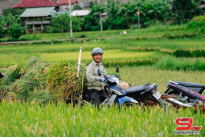 Người dân vận chuyển lúa từ đồng ruộng về nơi tập kết, chuẩn bị cho công đoạn tuốt.