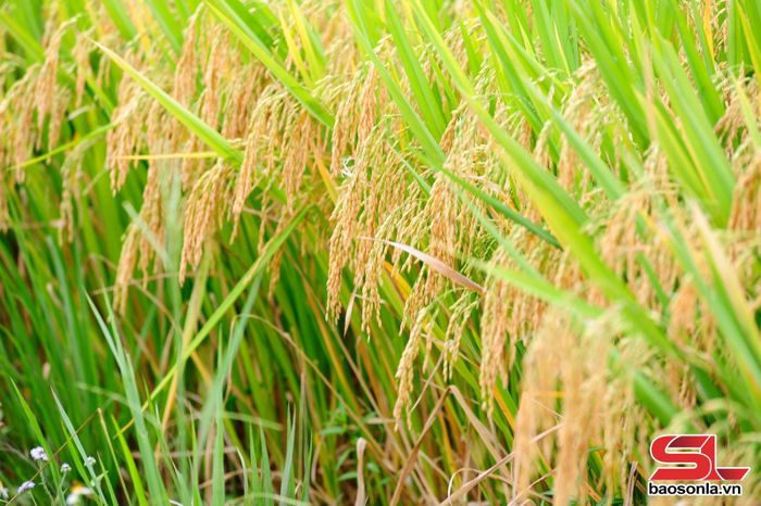 Những bông lúa chắc hạt, vàng óng.