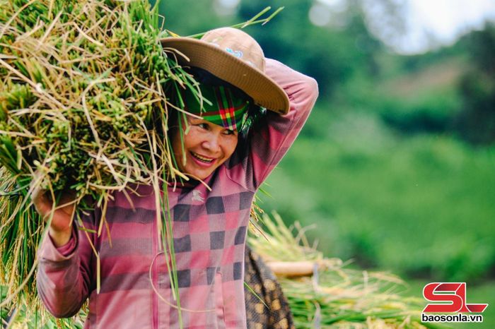 Niềm vui của nông dân khi vụ chiêm xuân cho năng suất cao.