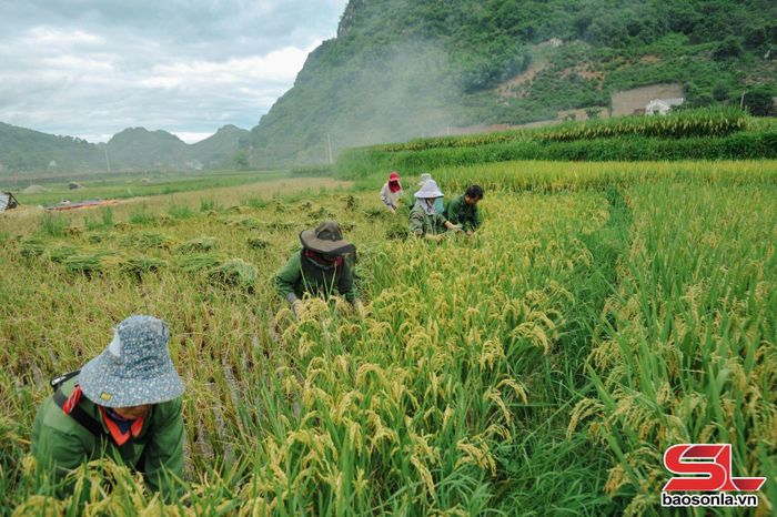 Nông dân bản Hùn tranh thủ thời tiết thuận lợi để thu hoạch lúa chiêm xuân, bảo đảm tiến độ sản xuất.