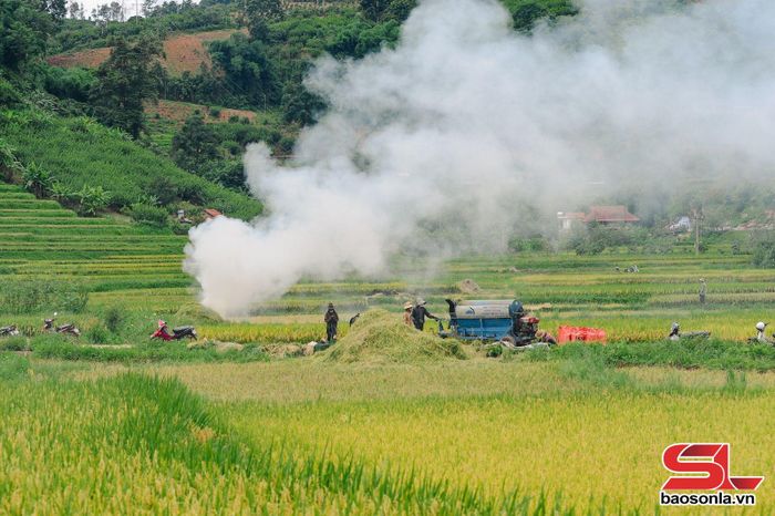 Không khí lao động khẩn trương trên cánh đồng bản Hùn trong mùa gặt lúa chiêm xuân.