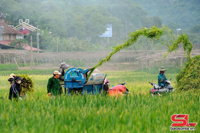 Máy tuốt lúa hoạt động trên cánh đồng, giúp giảm chi phí nhân công và nâng cao hiệu quả thu hoạch.