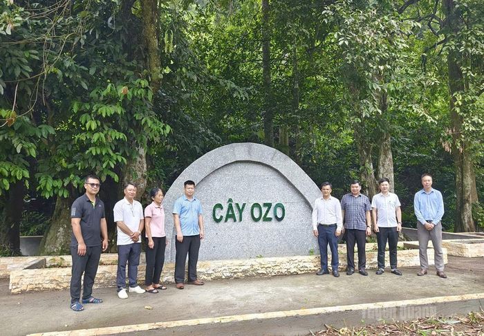 Hạng mục bảo tồn Cây OZO hoàn thành, tạo điểm nhấn cảnh quan phục vụ phát triển du lịch sinh thái, du lịch cộng đồng tại thôn Bản Bung.