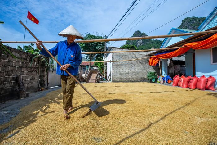 Từ cánh đồng Phương Bá, thóc được vận chuyển về phơi tại sân nhà các hộ nông dân trong 4 xóm chung diện tích cánh đồng Phương Bá gồm: Phương Bá, Đồng Quán, Làng Chẽ, Thịnh Khánh.