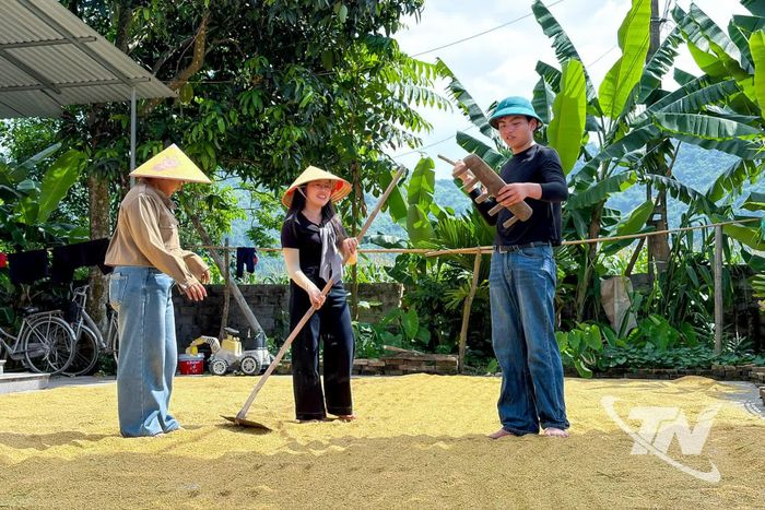 Sinh viên khoa Quốc tế, Đại học Thái Nguyên trải nghiệm phơi thóc đặc sản Phương Bá.