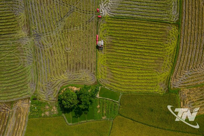 Máy gặt đập liên hợp hoạt động trên cánh đồng, thay thế phần lớn sức lao động thủ công.