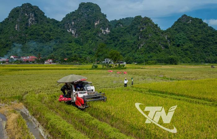 Việc cơ giới hóa giúp đẩy nhanh tiến độ thu hoạch mùa vụ.