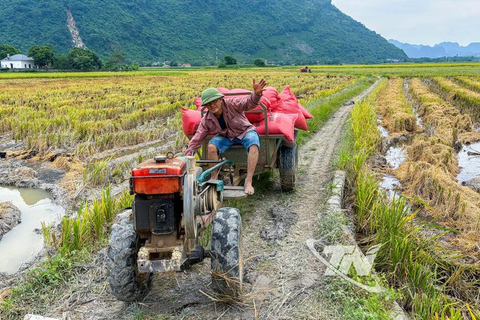 Những chuyến xe chở đầy thóc rời cánh đồng, khép lại một mùa vụ nhiều kỳ vọng của người dân Phương Bá.