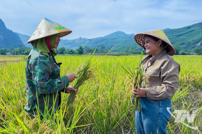 Mùa lúa chín là tiềm năng khai thác du lịch cho địa phương. Trong ảnh: Chị Jenna Amarilla, quốc tịch Philipinne - sinh viên khoa Quốc tế, Đại học Thái Nguyên trải nghiệm thăm đồng lúa đặc sản Phương Bá.