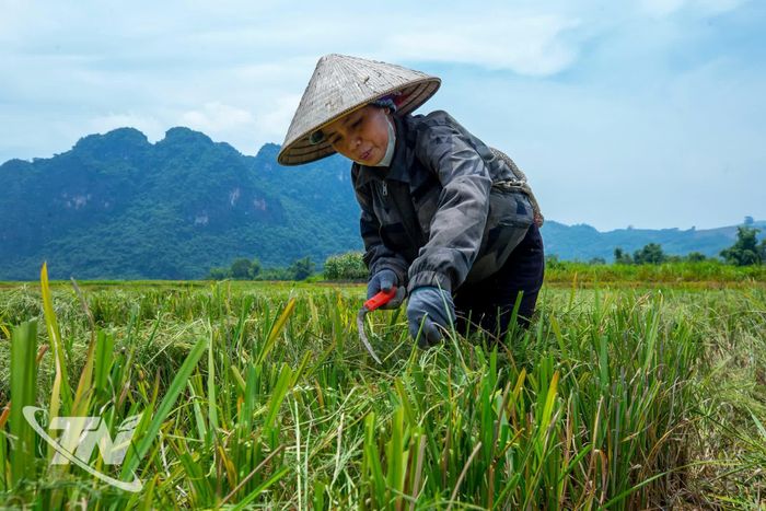 Bà Hoàng Thị Thành, người dân xóm Phương Bá cần mẫn gom nhặt những bông lúa còn sót lại, trân trọng thành quả lao động sau một mùa vụ.