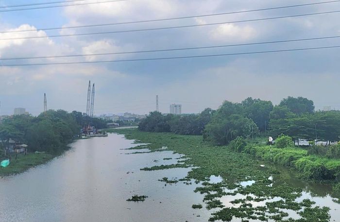 Lục bình phủ xanh mặt nước tại kênh Rạch Chiếc, phường Phước Long. Ảnh: Quang Phương