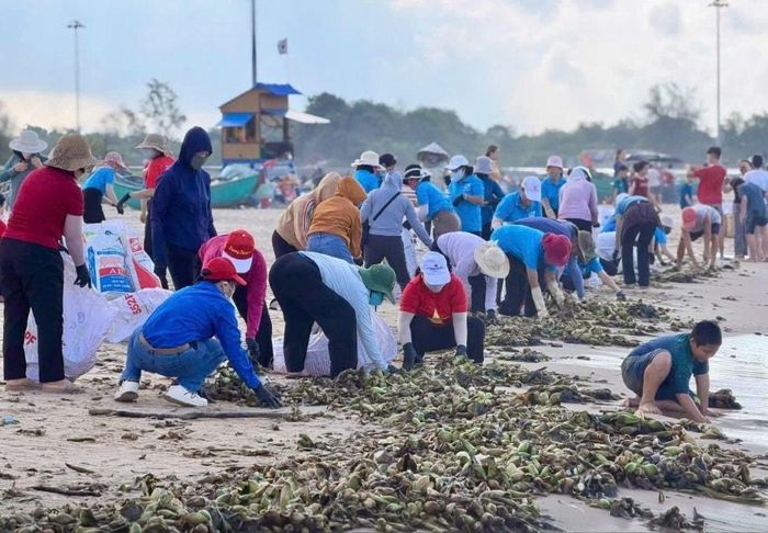 Xã Hồ Tràm huy động người dân, lực lượng thanh niên tham gia dọn lục bình trôi dạt vào bãi biển