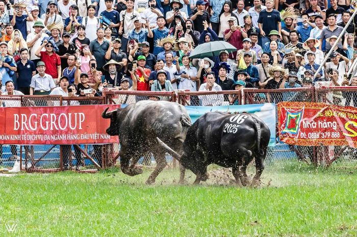 Lễ hội Chọi trâu luôn mang đến cho người xem nhiều bất ngờ tới phút cuối. 