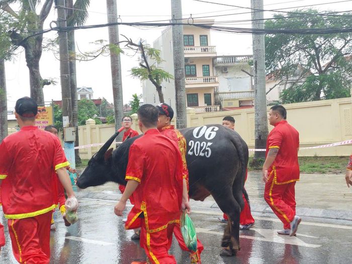 Các "ông trâu" luôn được chăm sóc chu đáo trước khi diễn ra Lễ hội.